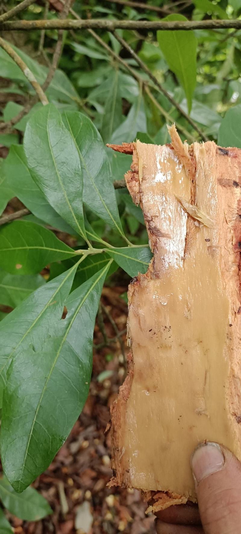 包邮野生山杨梅树皮，需要鲜货，现采现发，干货可以提前预定