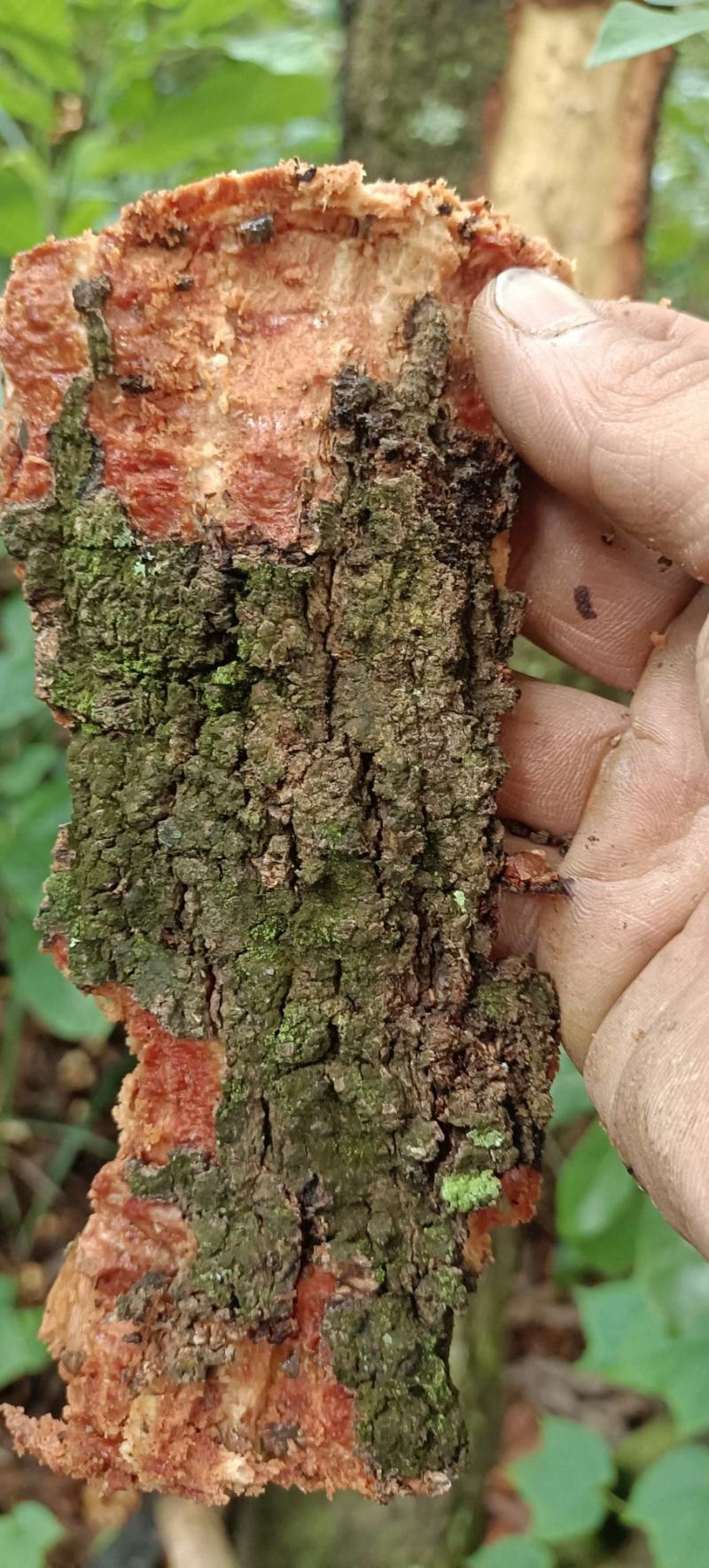 包邮野生山杨梅树皮，需要鲜货，现采现发，干货可以提前预定