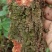包邮野生山杨梅树皮，需要鲜货，现采现发，干货可以提前预定