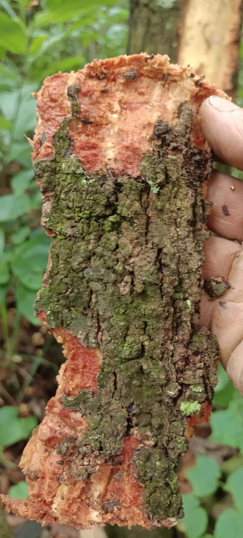 包邮野生山杨梅树皮，需要鲜货，现采现发，干货可以提前预定