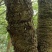 包邮野生山杨梅树皮，需要鲜货，现采现发，干货可以提前预定
