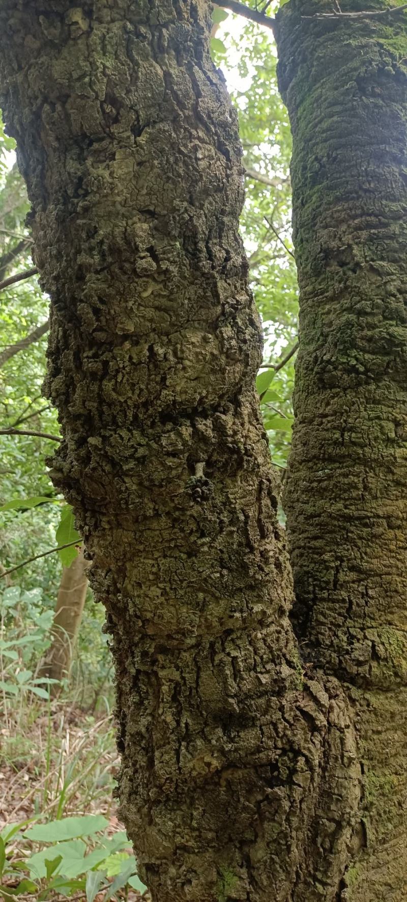 包邮野生山杨梅树皮，需要鲜货，现采现发，干货可以提前预定