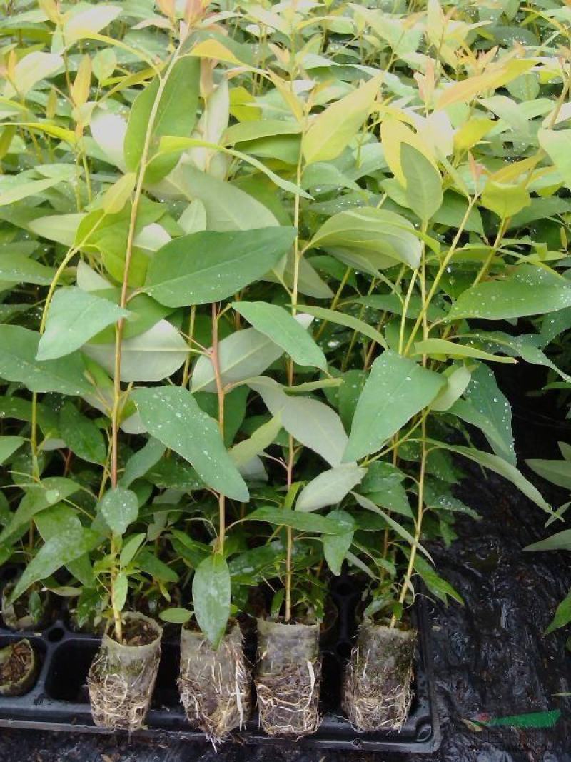 自产自销直接让利消费者大部分地区满200棵免邮（数量满