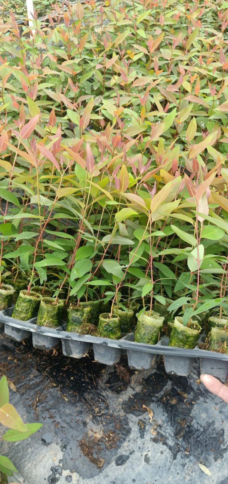 自产自销直接让利消费者大部分地区满200棵免邮（数量满