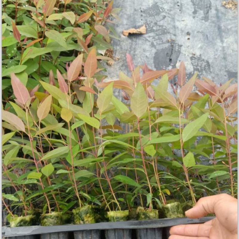 自产自销直接让利消费者大部分地区满200棵免邮（数量满