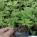 新采黄花梨种子正宗海南黄花梨种子降香黄檀种子花梨木树