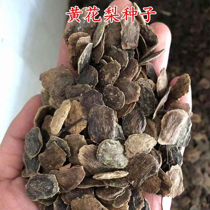 新采黄花梨种子正宗海南黄花梨种子降香黄檀种子花梨木树
