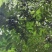 新采黄花梨种子正宗海南黄花梨种子降香黄檀种子花梨木树