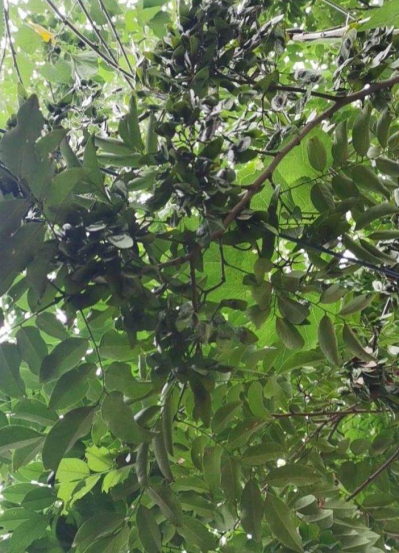 新采黄花梨种子正宗海南黄花梨种子降香黄檀种子花梨木树