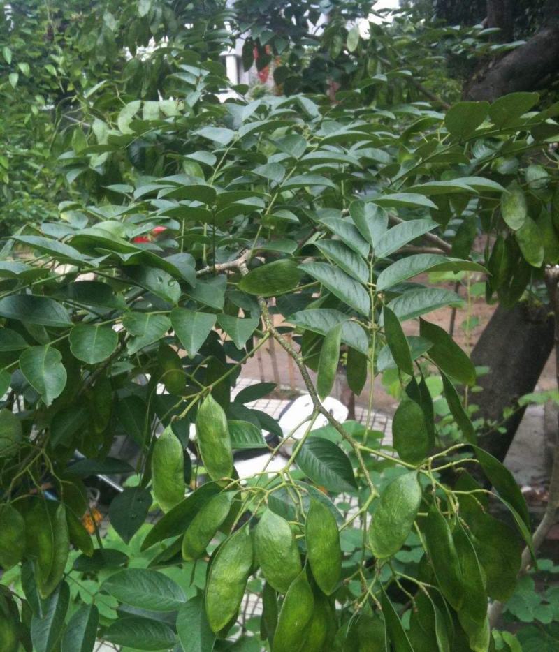 新采黄花梨种子正宗海南黄花梨种子降香黄檀种子花梨木树