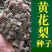 新采黄花梨种子正宗海南黄花梨种子降香黄檀种子花梨木树
