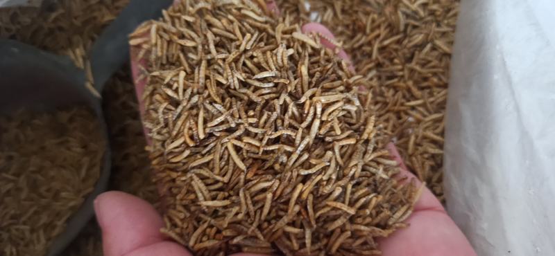 无骨虫食用干净五谷虫干黄金无谷虫蛆蝇蛆干