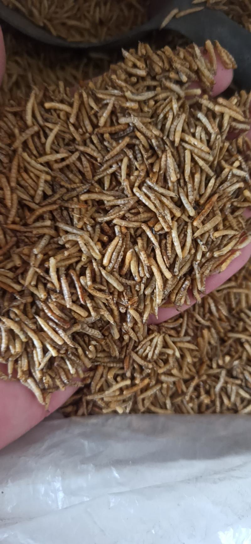 无骨虫食用干净五谷虫干黄金无谷虫蛆蝇蛆干