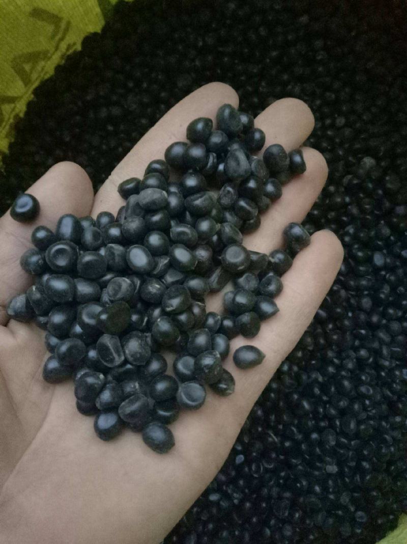 牡丹花种子春播四季牡丹花种子庭院阳台花籽盆栽灌木花多年生