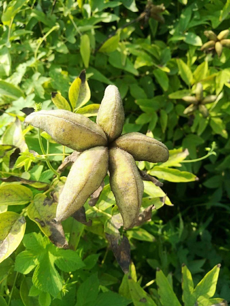 牡丹花种子春播四季牡丹花种子庭院阳台花籽盆栽灌木花多年生