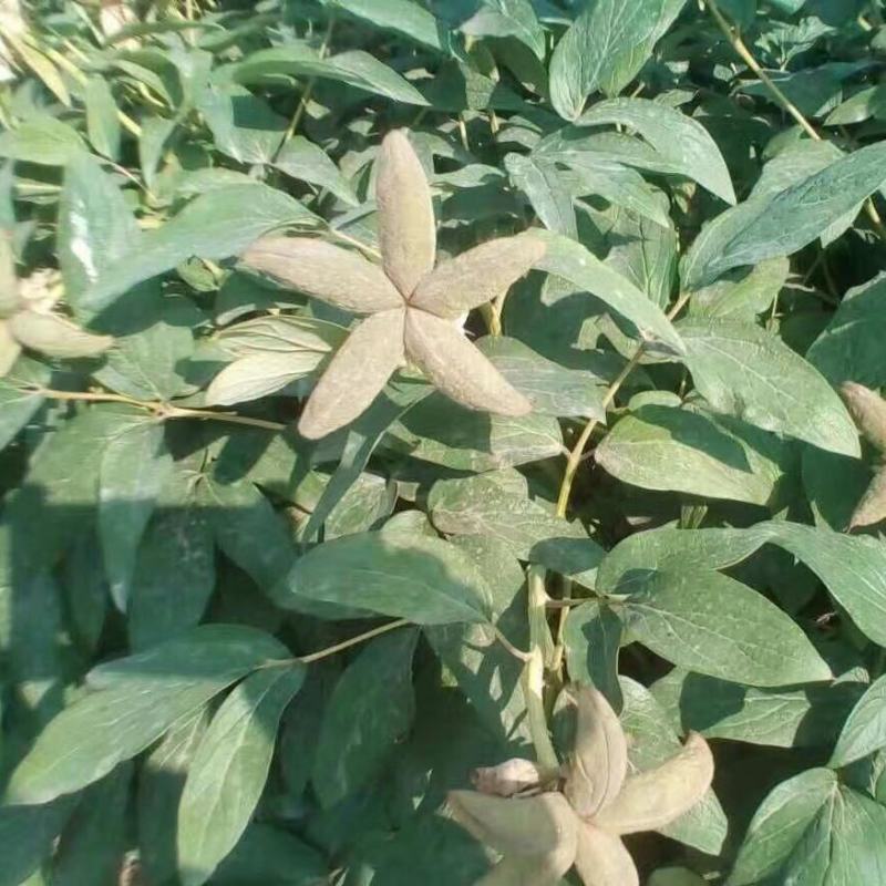 牡丹花种子春播四季牡丹花种子庭院阳台花籽盆栽灌木花多年生