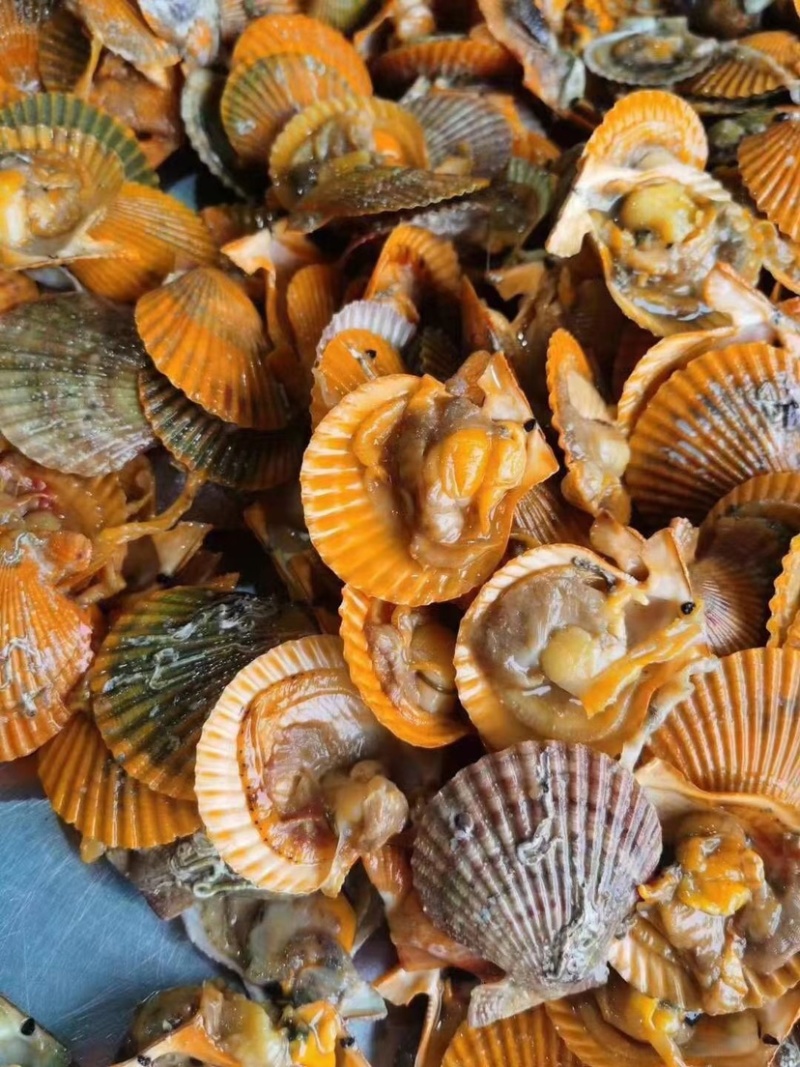 福建半壳扇贝餐饮烧烤粉丝蒜蓉黄金扇贝产地直发