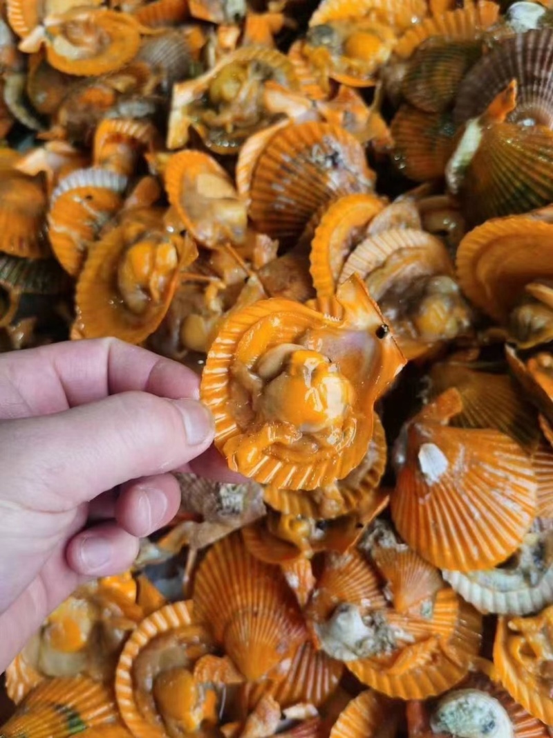 福建半壳扇贝餐饮烧烤粉丝蒜蓉黄金扇贝产地直发