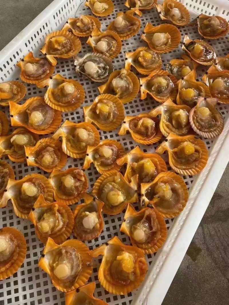 福建半壳扇贝餐饮烧烤粉丝蒜蓉黄金扇贝产地直发