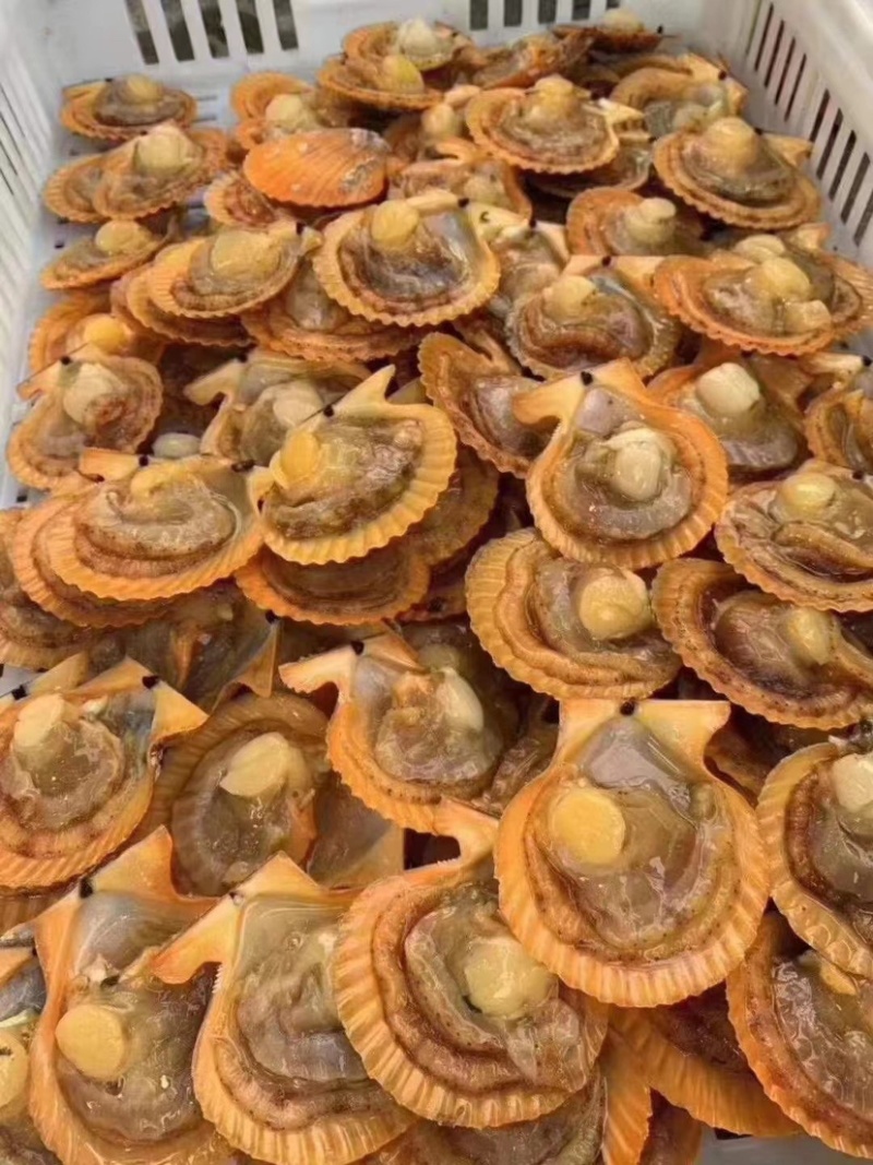 福建半壳扇贝餐饮烧烤粉丝蒜蓉黄金扇贝产地直发