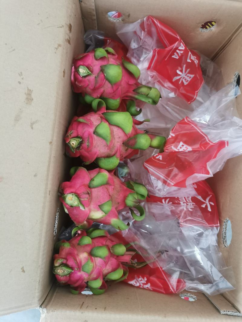 红心火龙果，~~~~~~~~~工厂直发欢迎各位老板对接