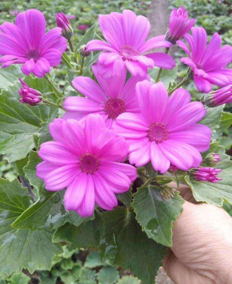 瓜叶菊盆栽花苗年宵花卉室内外阳台庭院绿植花卉园艺耐寒