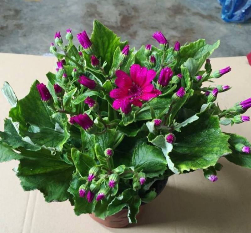 瓜叶菊盆栽花苗年宵花卉室内外阳台庭院绿植花卉园艺耐寒