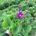 瓜叶菊盆栽花苗年宵花卉室内外阳台庭院绿植花卉园艺耐寒