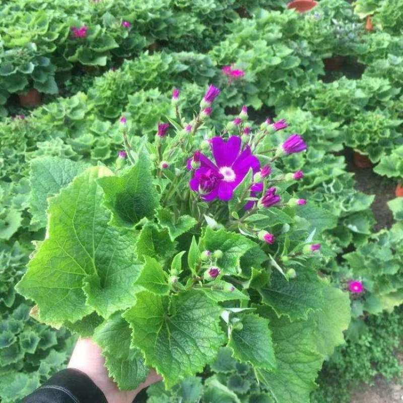 瓜叶菊盆栽花苗年宵花卉室内外阳台庭院绿植花卉园艺耐寒