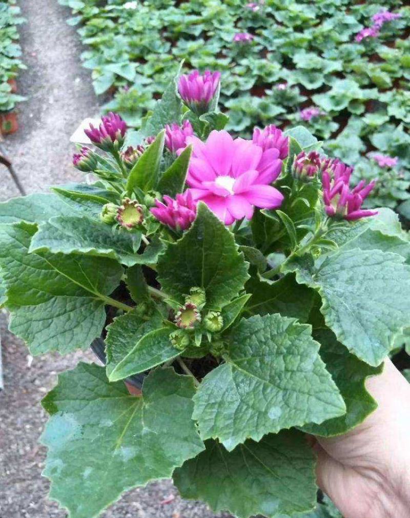 瓜叶菊盆栽花苗年宵花卉室内外阳台庭院绿植花卉园艺耐寒