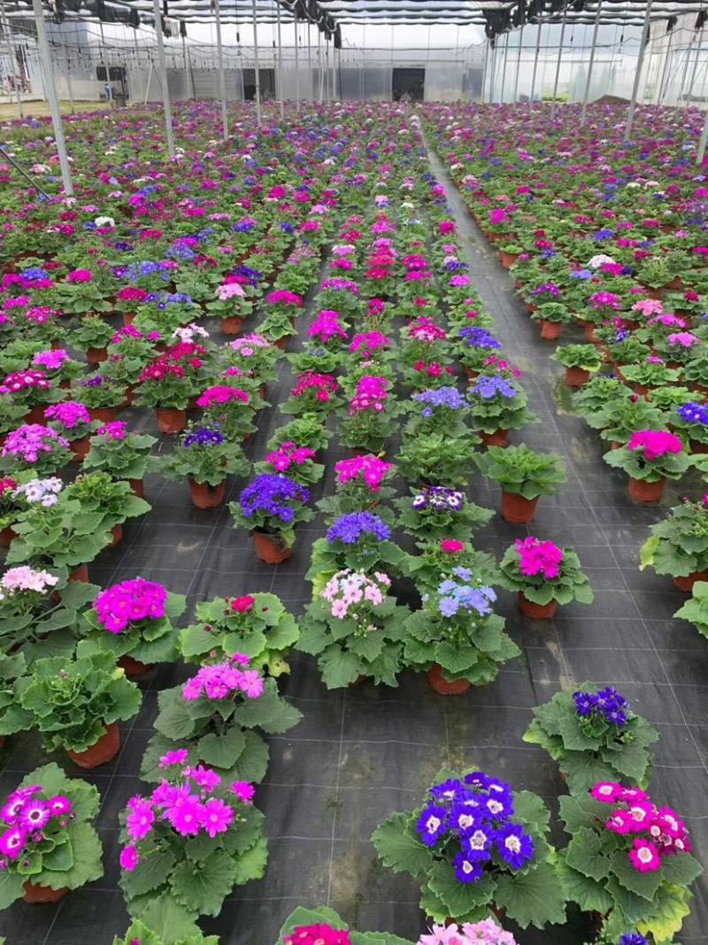 瓜叶菊盆栽花苗年宵花卉室内外阳台庭院绿植花卉园艺耐寒