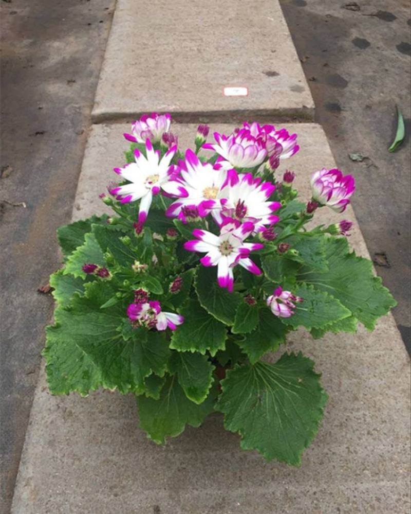 瓜叶菊盆栽花苗年宵花卉室内外阳台庭院绿植花卉园艺耐寒