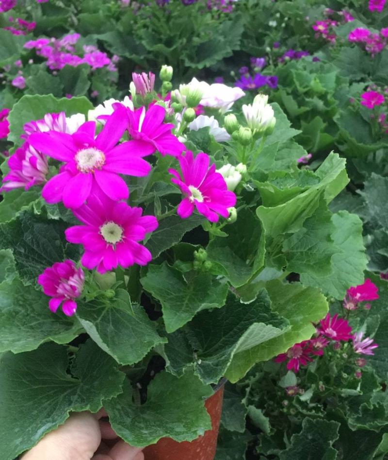 瓜叶菊盆栽花苗年宵花卉室内外阳台庭院绿植花卉园艺耐寒