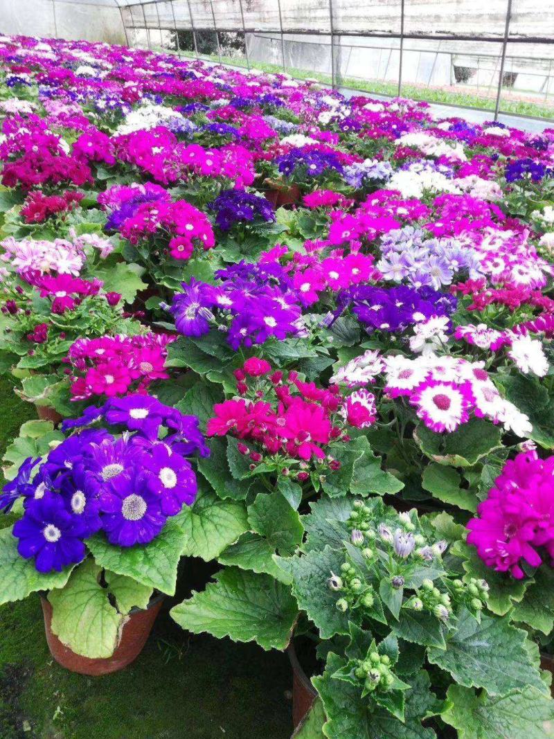 瓜叶菊盆栽花苗年宵花卉室内外阳台庭院绿植花卉园艺耐寒