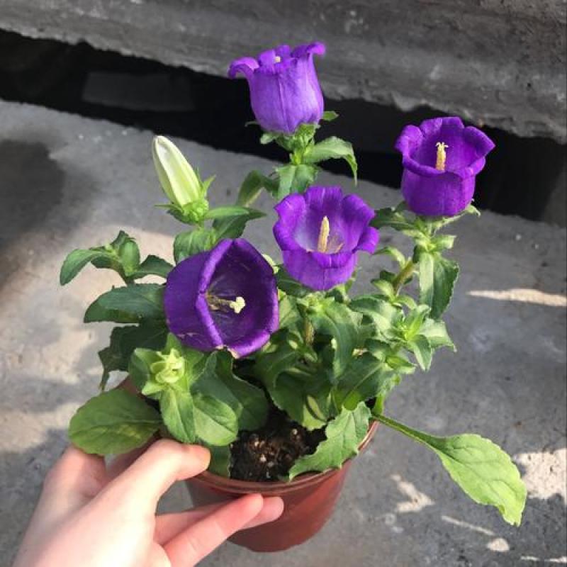 大花风铃花盆栽带花蓝色粉红淡紫风铃草大苗多花冬春阳台