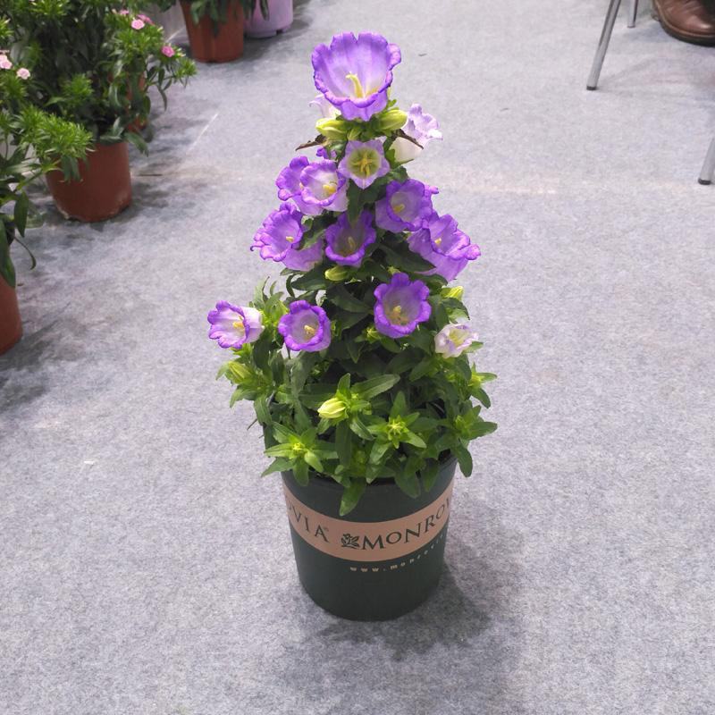 大花风铃花盆栽带花蓝色粉红淡紫风铃草大苗多花冬春阳台
