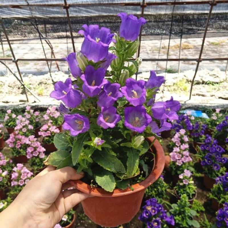 大花风铃花盆栽带花蓝色粉红淡紫风铃草大苗多花冬春阳台
