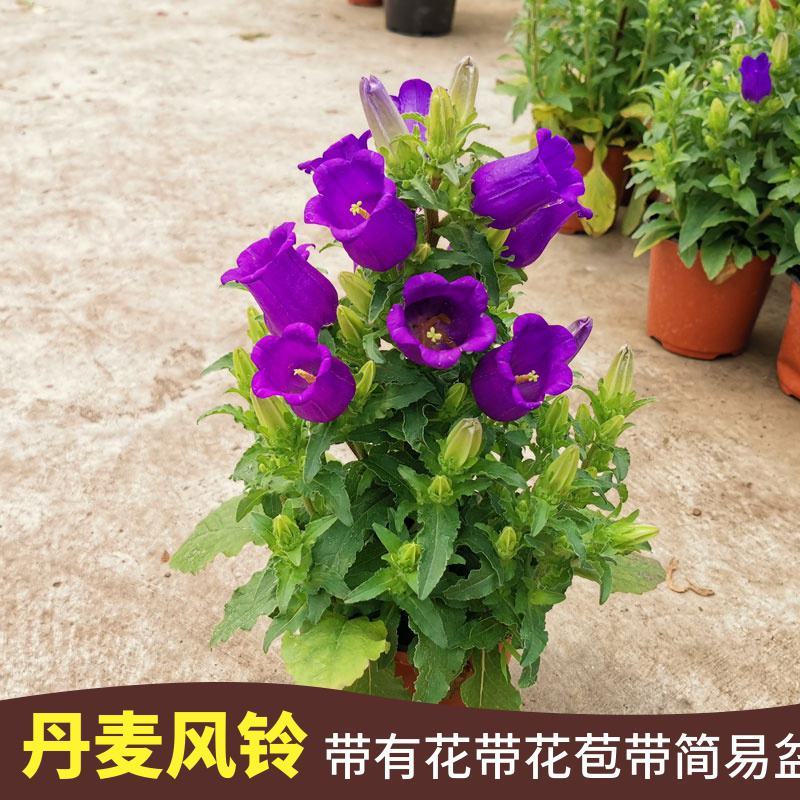 大花风铃花盆栽带花蓝色粉红淡紫风铃草大苗多花冬春阳台