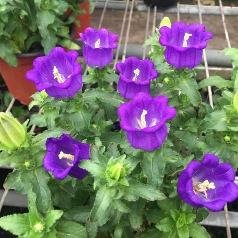大花风铃花盆栽带花蓝色粉红淡紫风铃草大苗多花冬春阳台