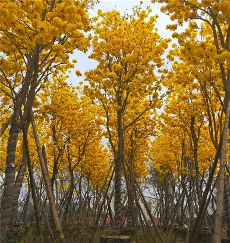 林木种子新采黄花风铃木种子红花风铃木种子