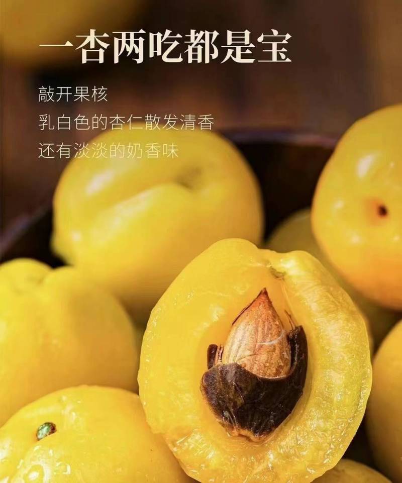 新疆轮台库车小白杏果园现摘现发一件代发