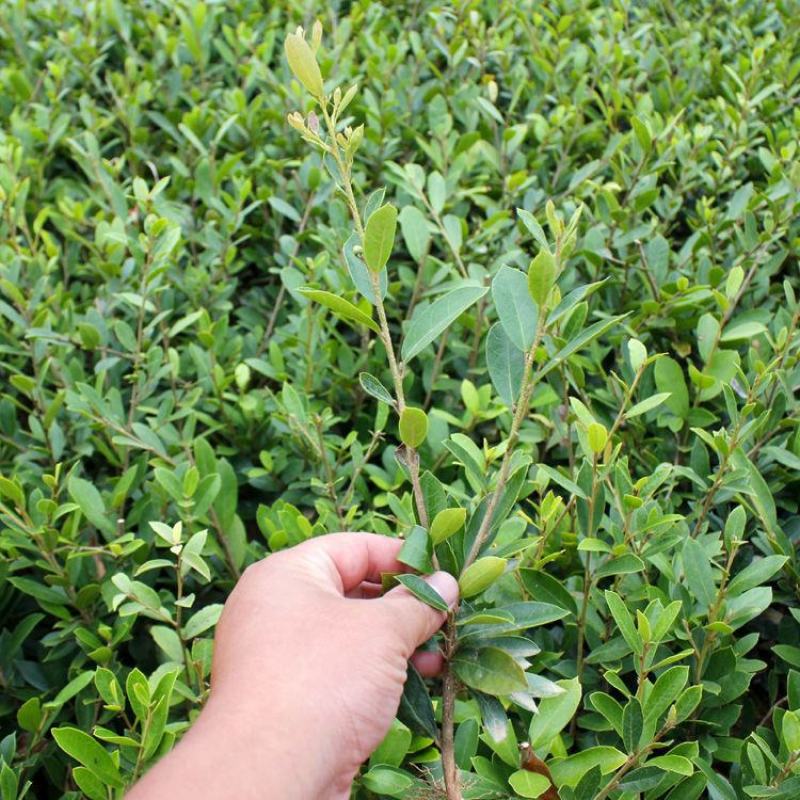 中华蚊母小叶蚊母小苗不落叶树苗春季庭院植物别墅绿化耐寒