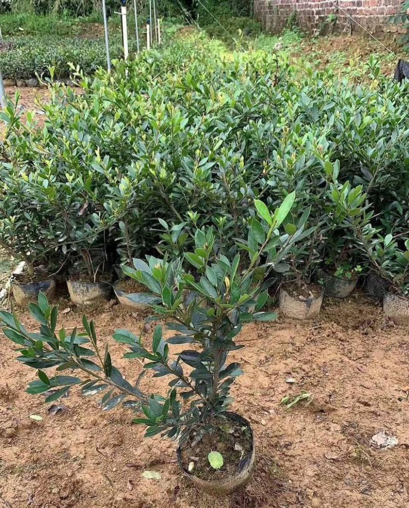 中华蚊母小叶蚊母小苗不落叶树苗春季庭院植物别墅绿化耐寒