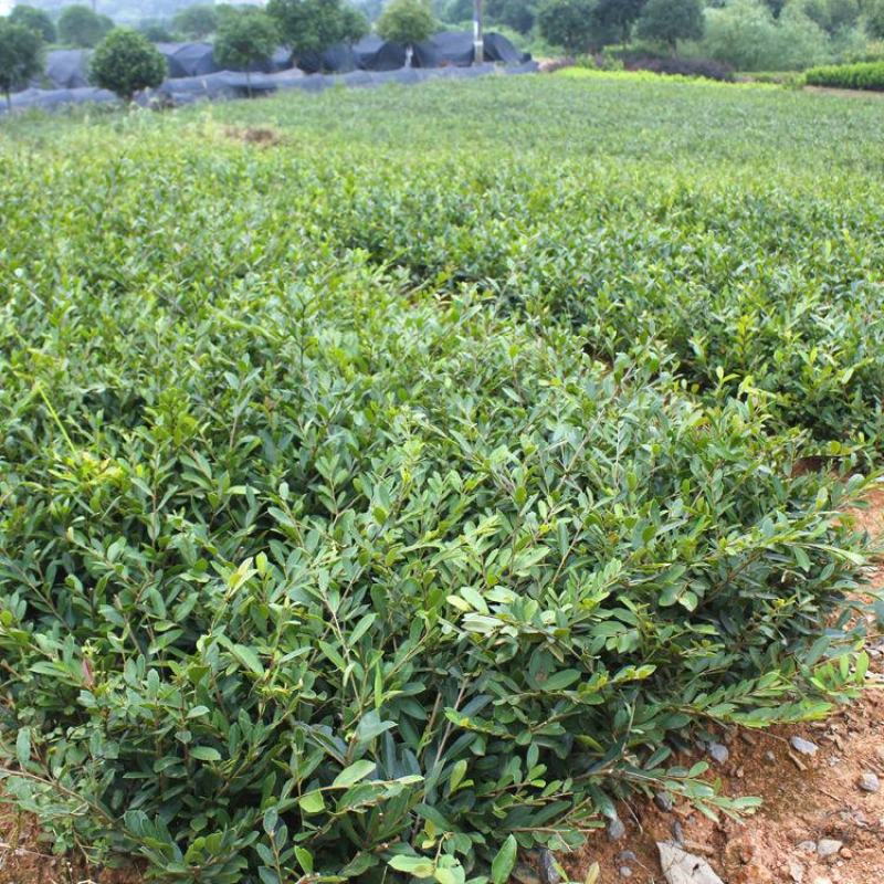 中华蚊母小叶蚊母小苗不落叶树苗春季庭院植物别墅绿化耐寒