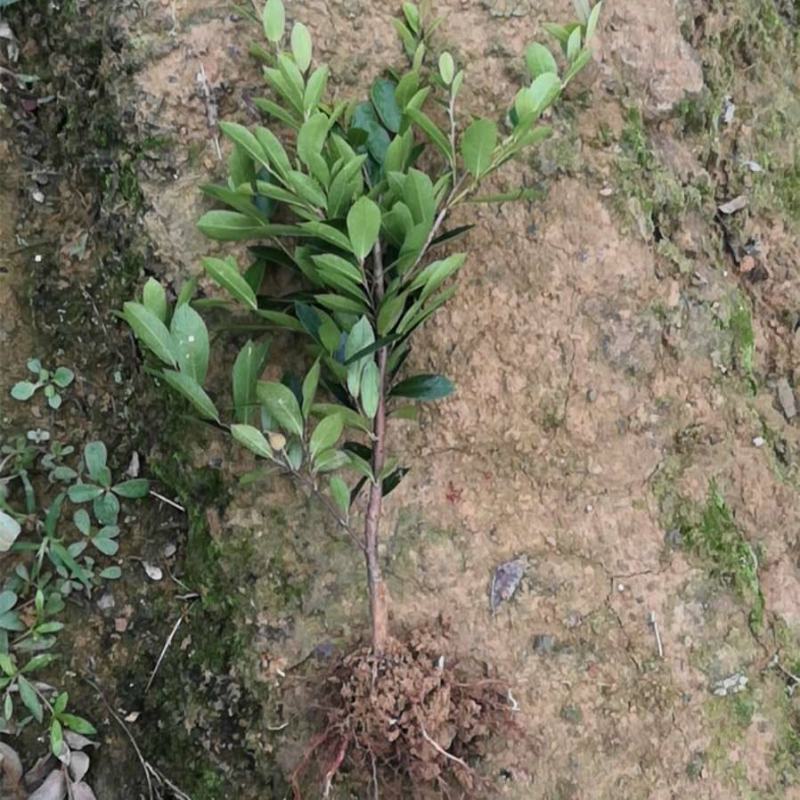 中华蚊母小叶蚊母小苗不落叶树苗春季庭院植物别墅绿化耐寒