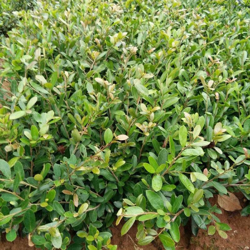 中华蚊母小叶蚊母小苗不落叶树苗春季庭院植物别墅绿化耐寒