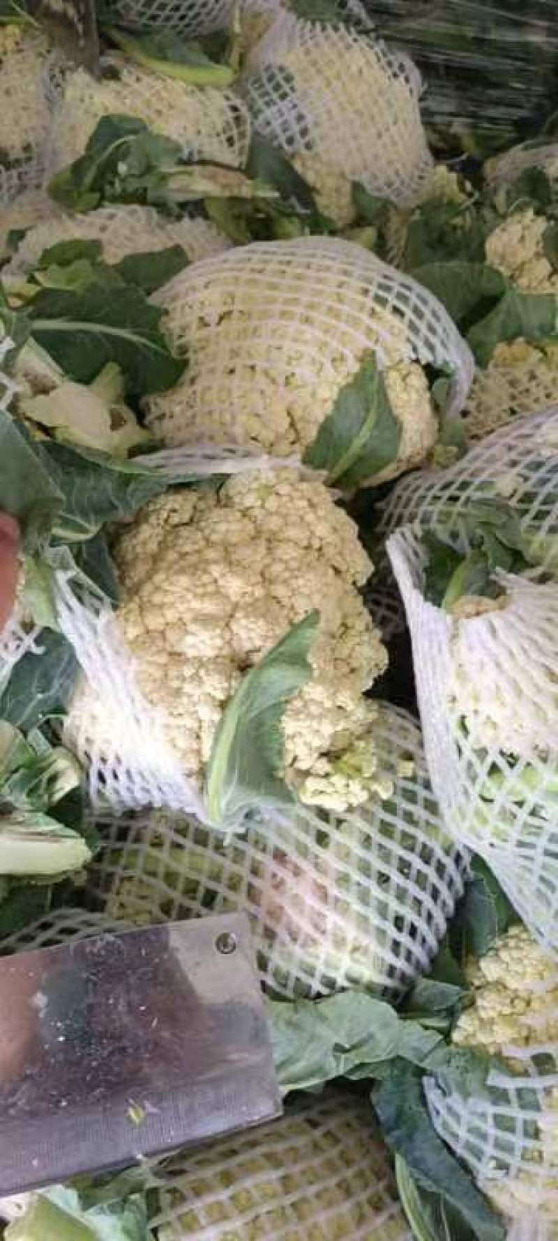 【推荐】精品散花走市场走超市散花白面青梗产地直发