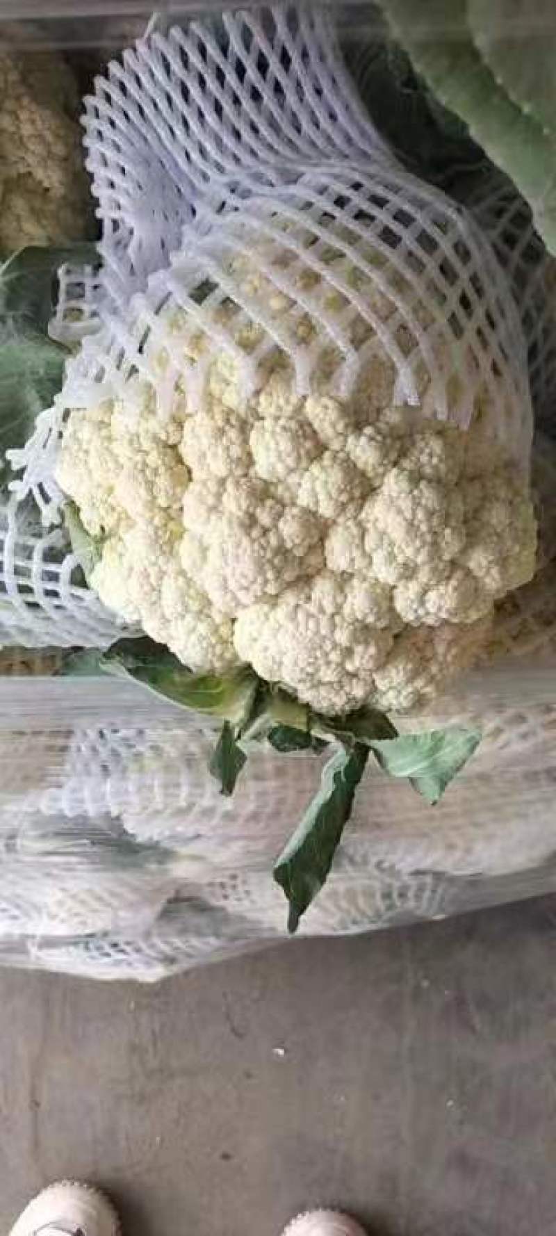 【推荐】精品散花走市场走超市散花白面青梗产地直发