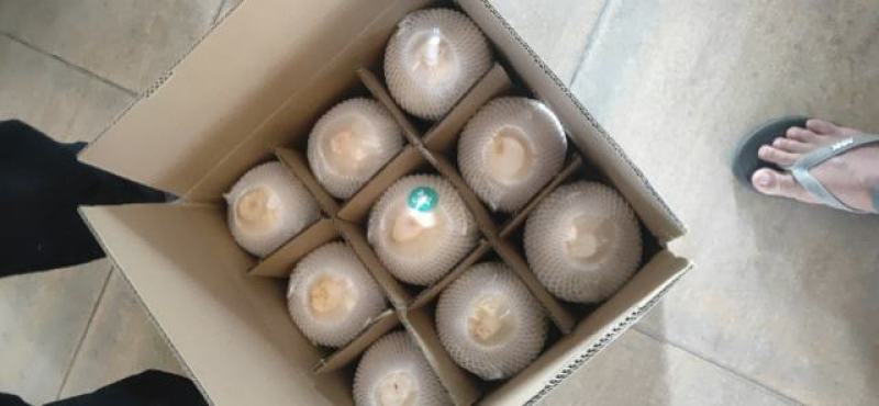 切皮椰青