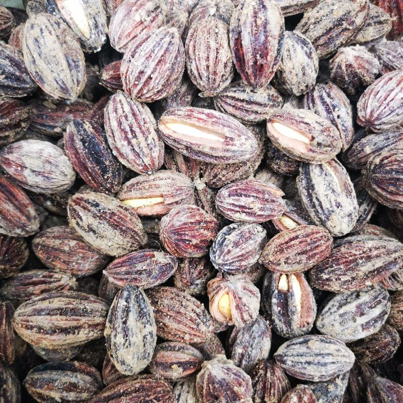 珙桐（又名中国鸽子树）种籽沙藏珙桐种籽量大从优